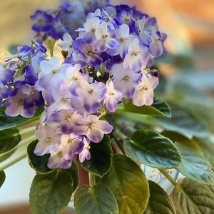 Meet your Posher, Lucy